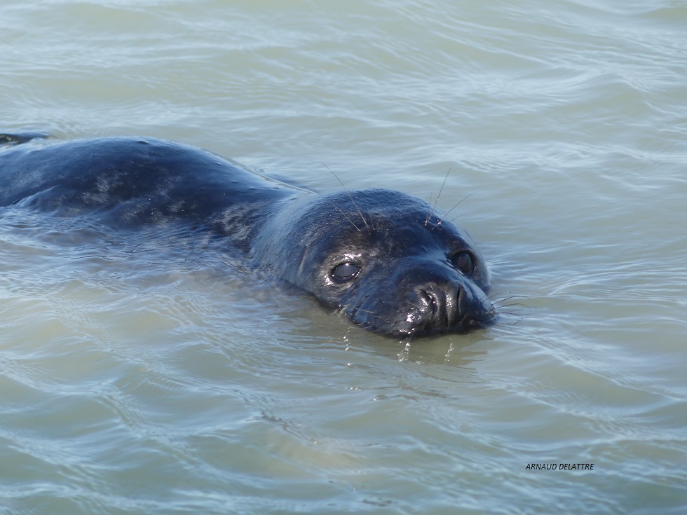 phoque baie de somme